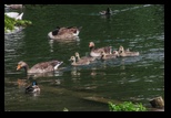 Kent - Leeds Castle -05-06-2014 - Bogdan Balaban